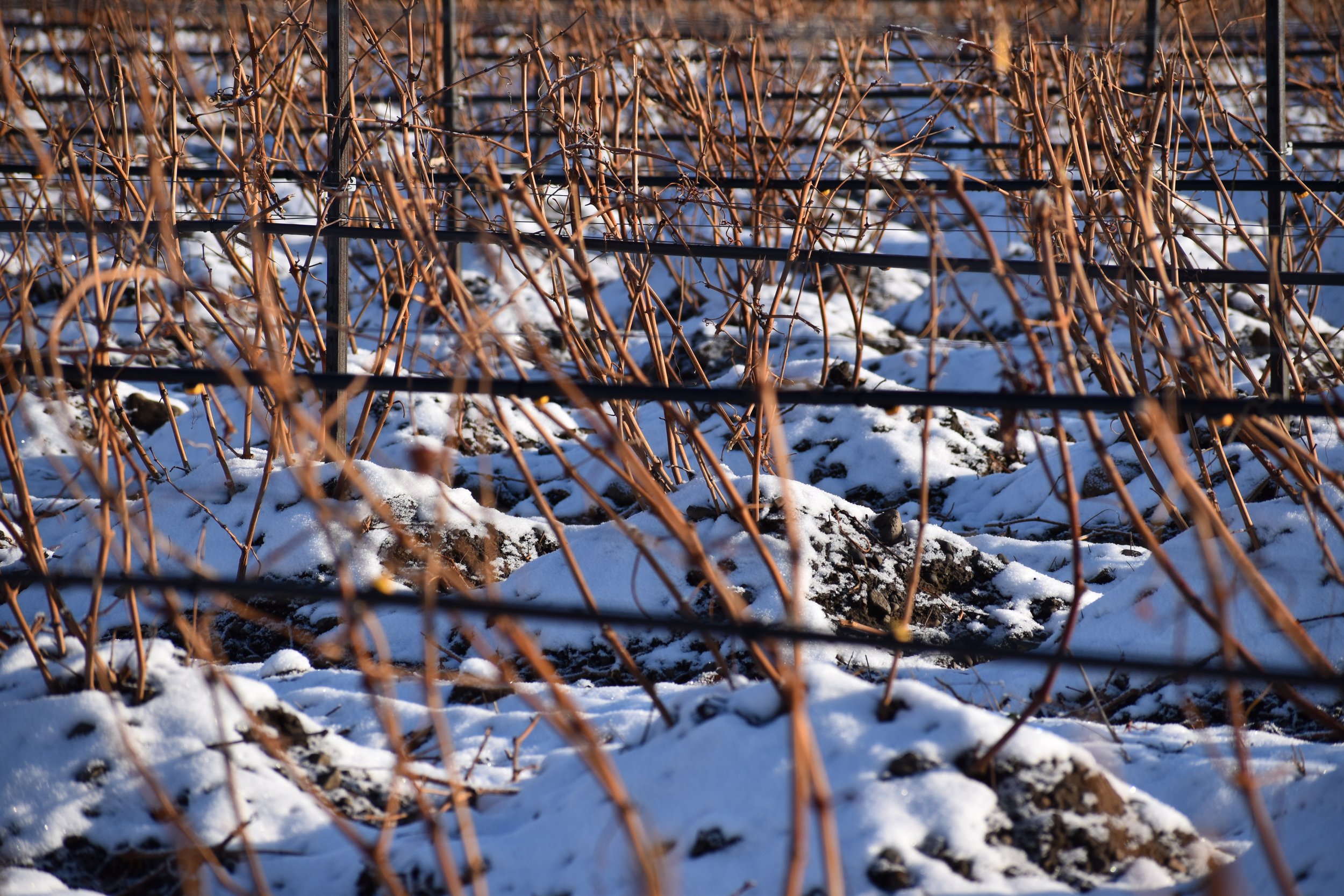 Snow in the Walla Walla Vineyard