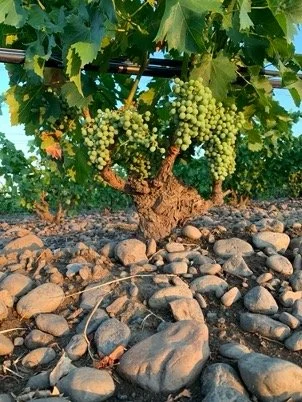 Sustainably farmed vineyards in Walla Walla, SJR Vineyard