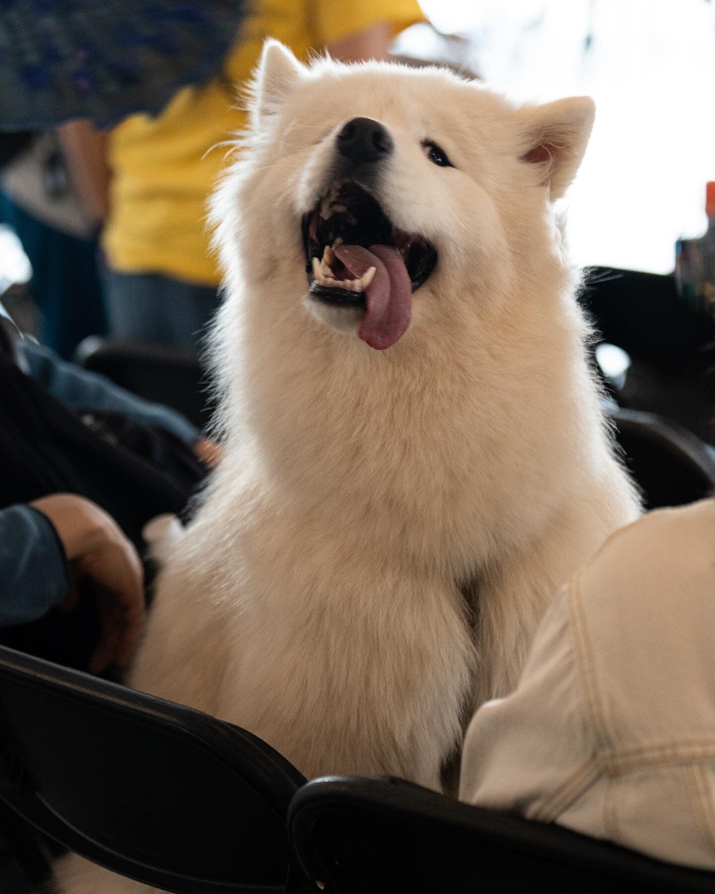 🐶 @asiancreativefoundation_ @acepopup @mixedasianmedia @asiancreativenetwork_ 

Photos from #AsianCreativeFestival are up on the site! www.eastsidestories.org

Hope all the pups also enjoyed the festival 💕

#AsianCreativeFestival #BeColorful #ACF20