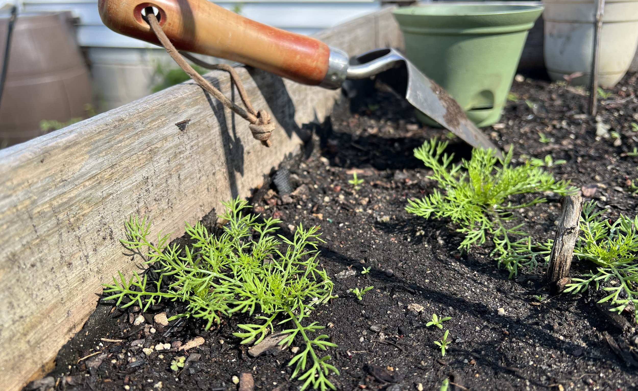 Chamomile in the North: How to Grow and Use This Calming Herb in Minnesota