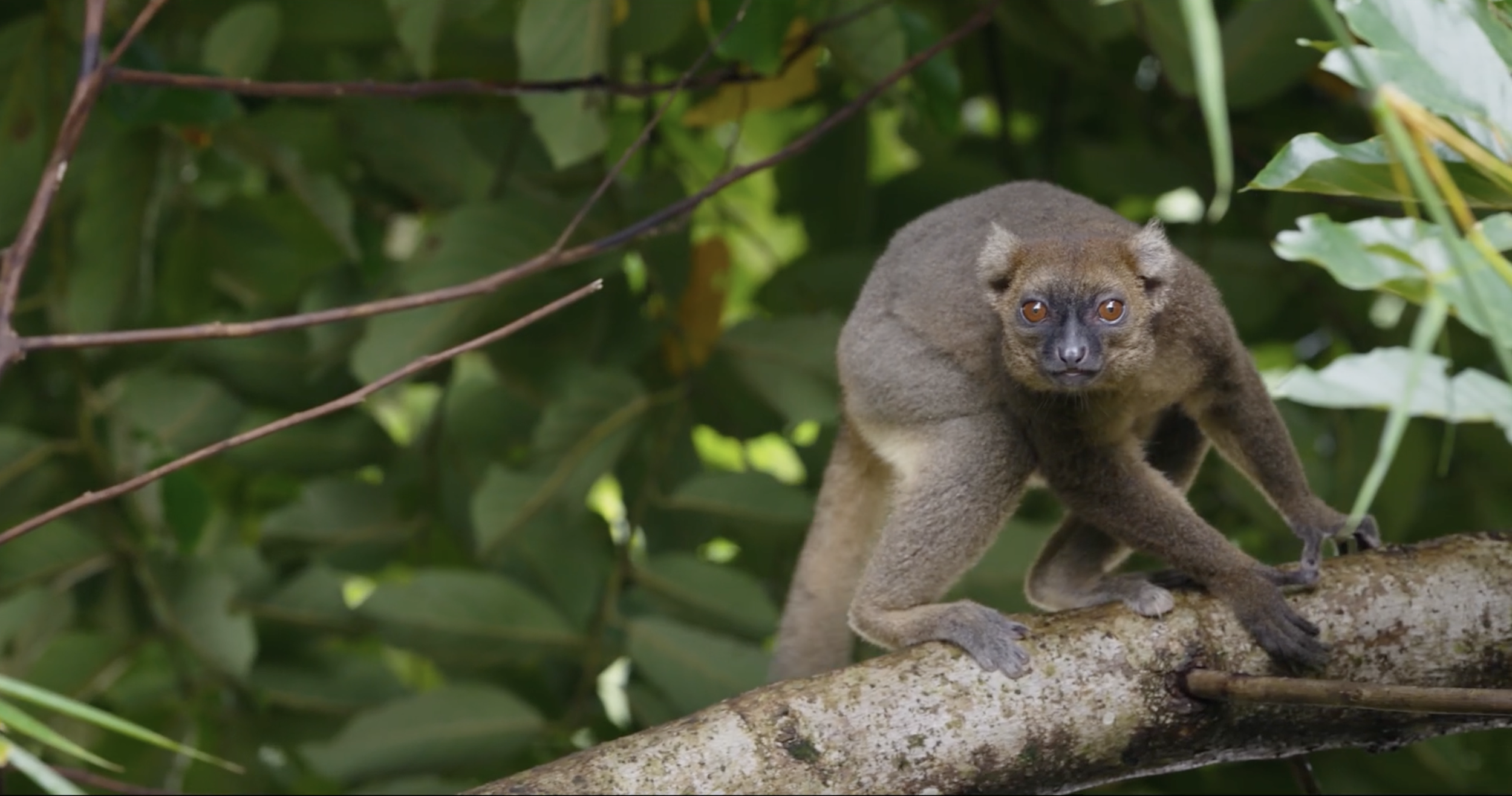 Greater bamboo lemur for In Her Nature in Madagascar