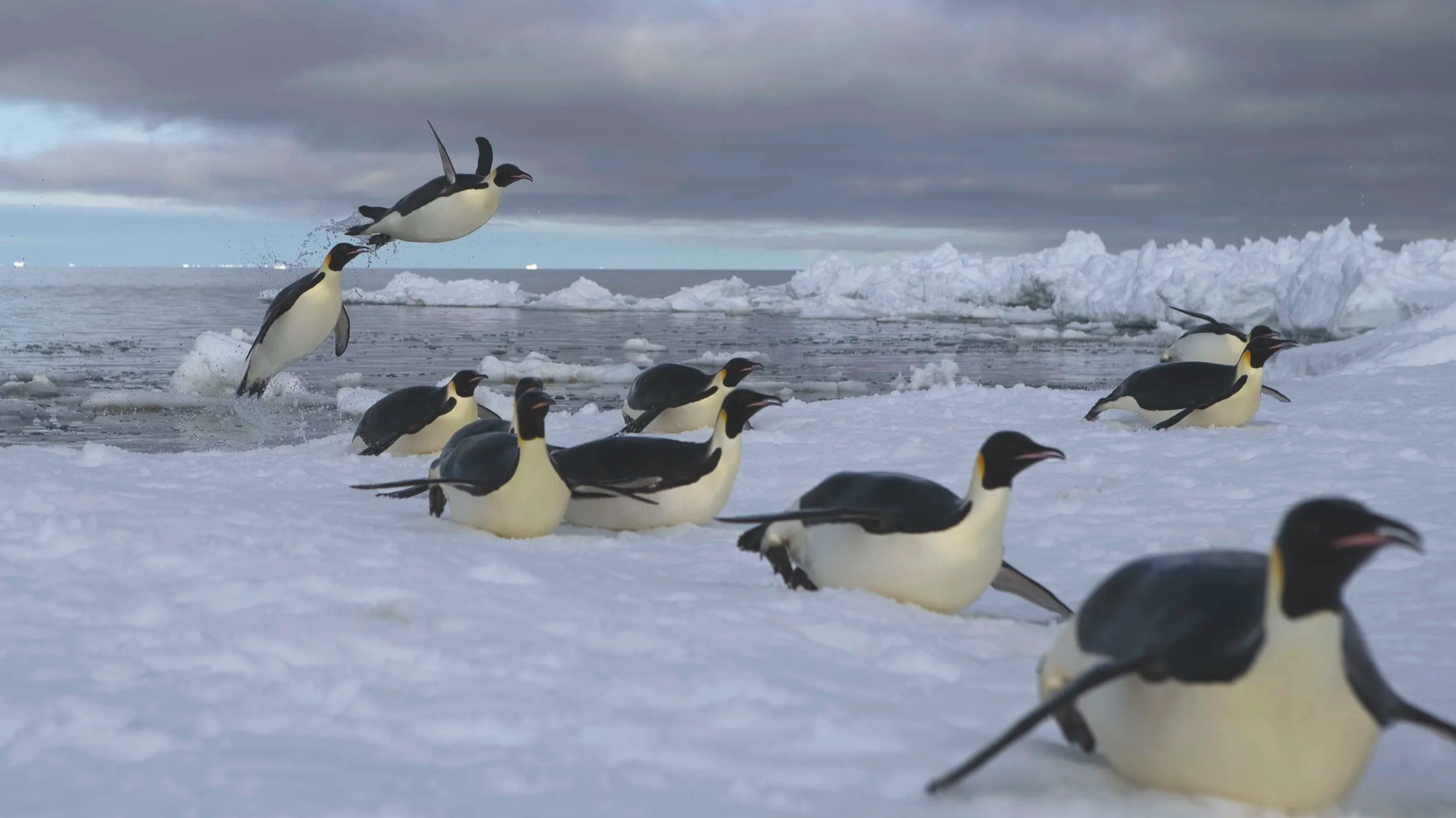 Emperor penguins in Antarctica jump out of water, filmed for Secrets of the Penguins for Disney Plus and National Geographic, image by Sara Matasick