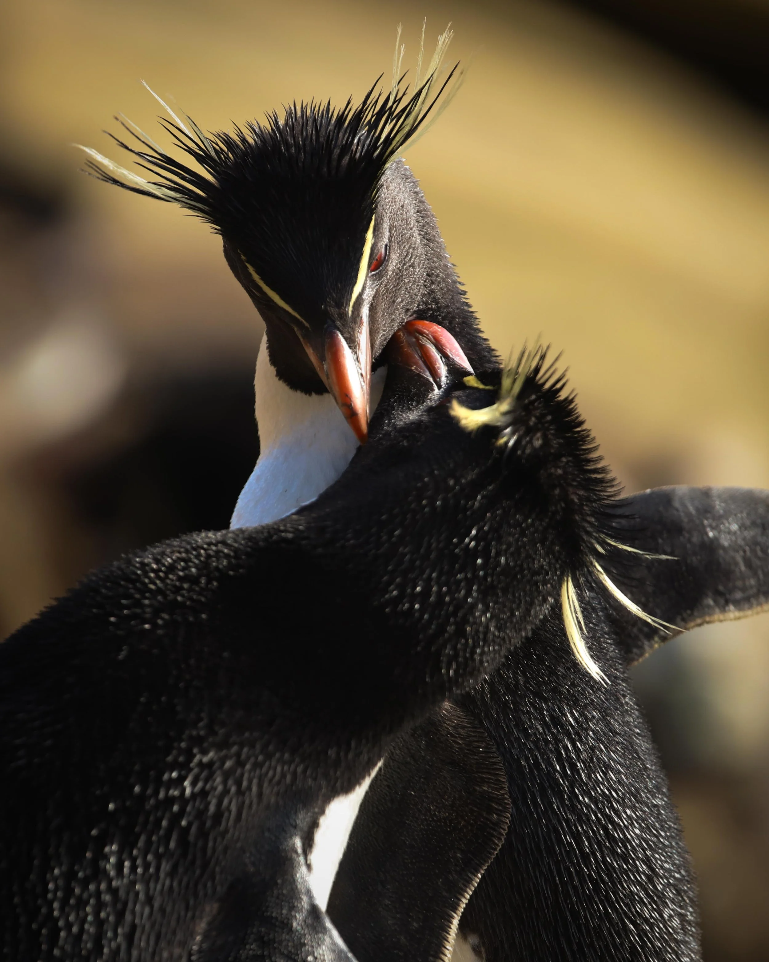 Rockhopper penguins filmed at Port Stephens in the Falkland Islands for Wildstar Films