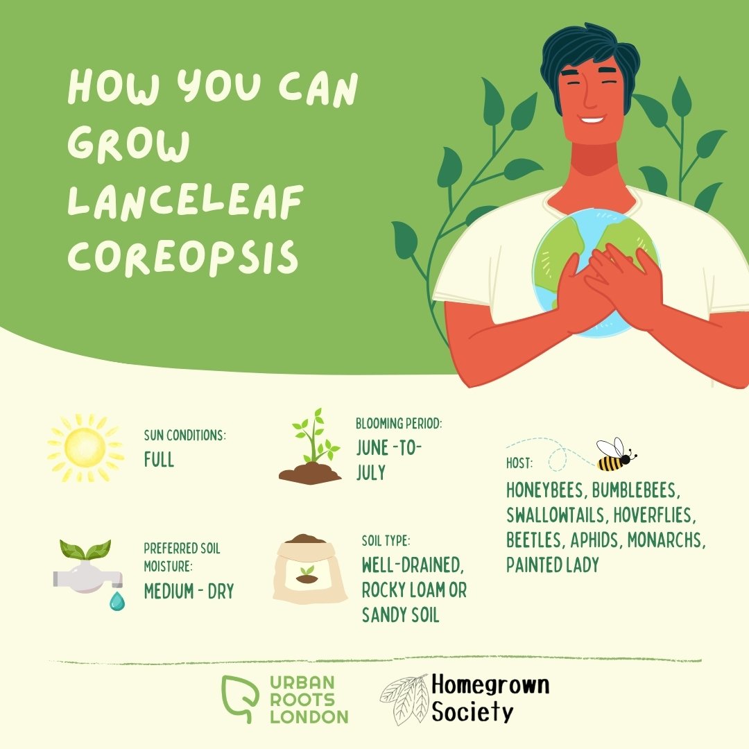 Lanceleaf coreopsis growing conditions