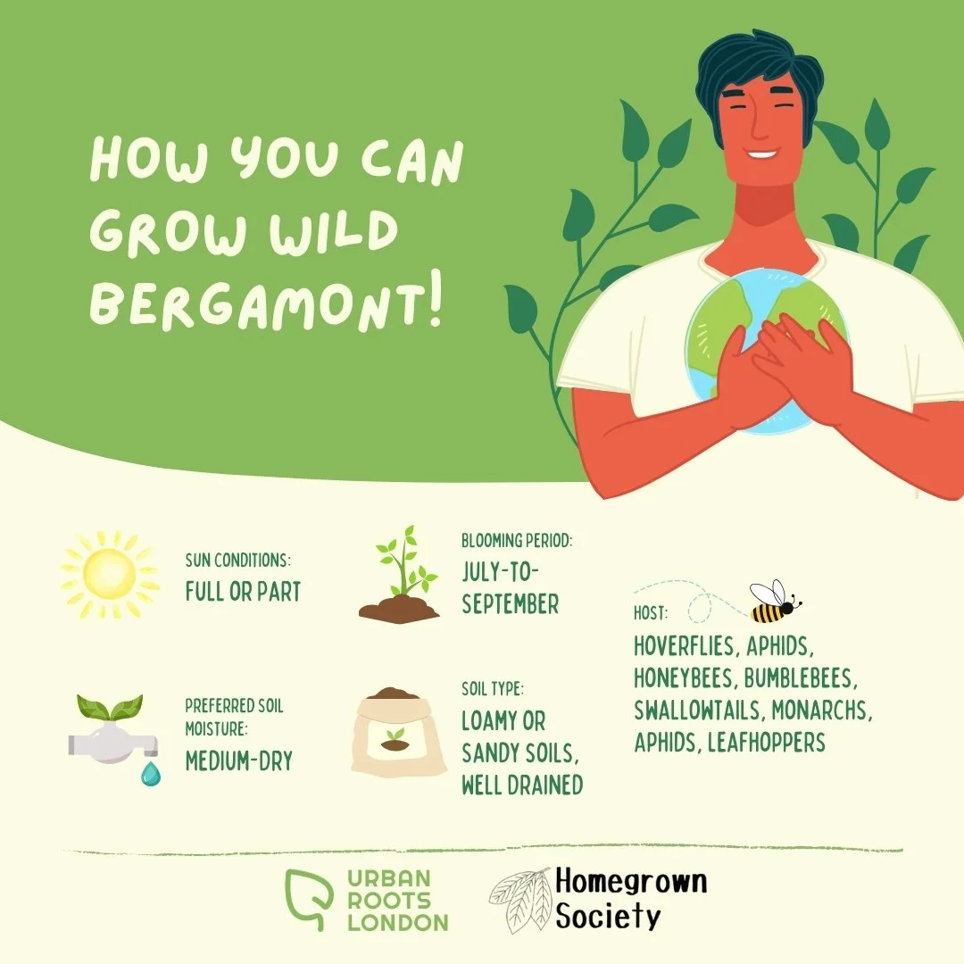 Wild Bergamot growing conditions