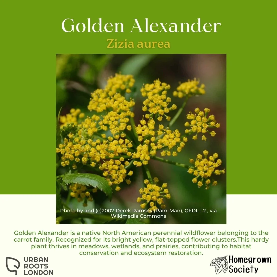 Golden Alexander