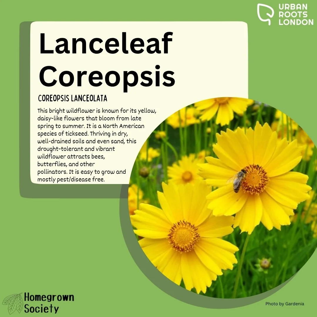 Lanceleaf coreopsis