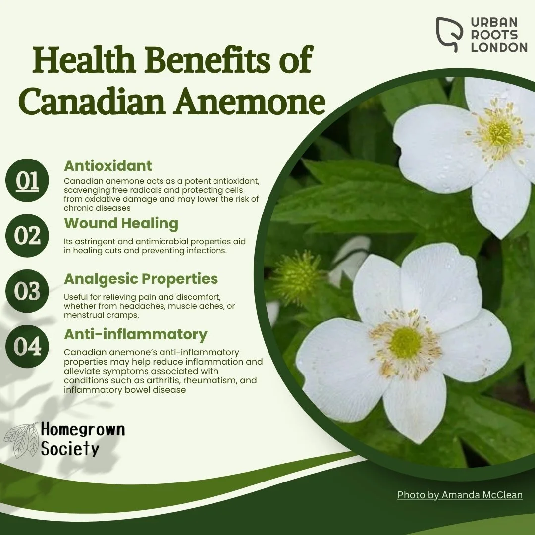 Canadian Anemone health benefits