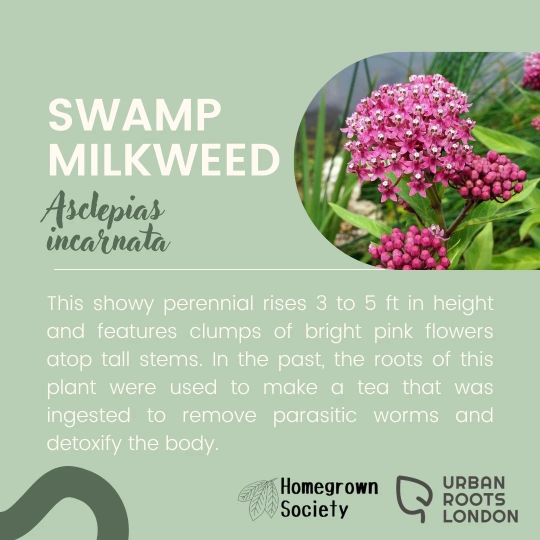 Swamp Milkweed