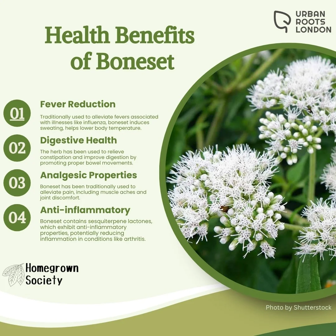 Boneset health benefits