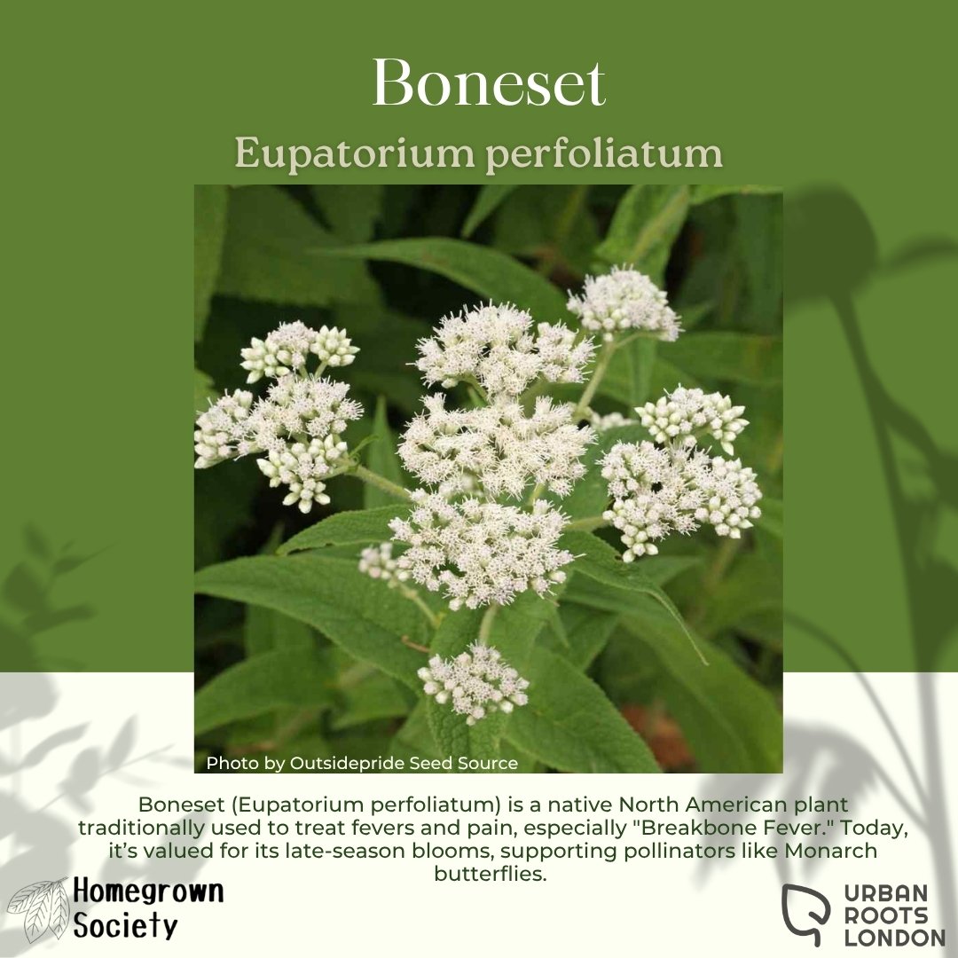 Boneset