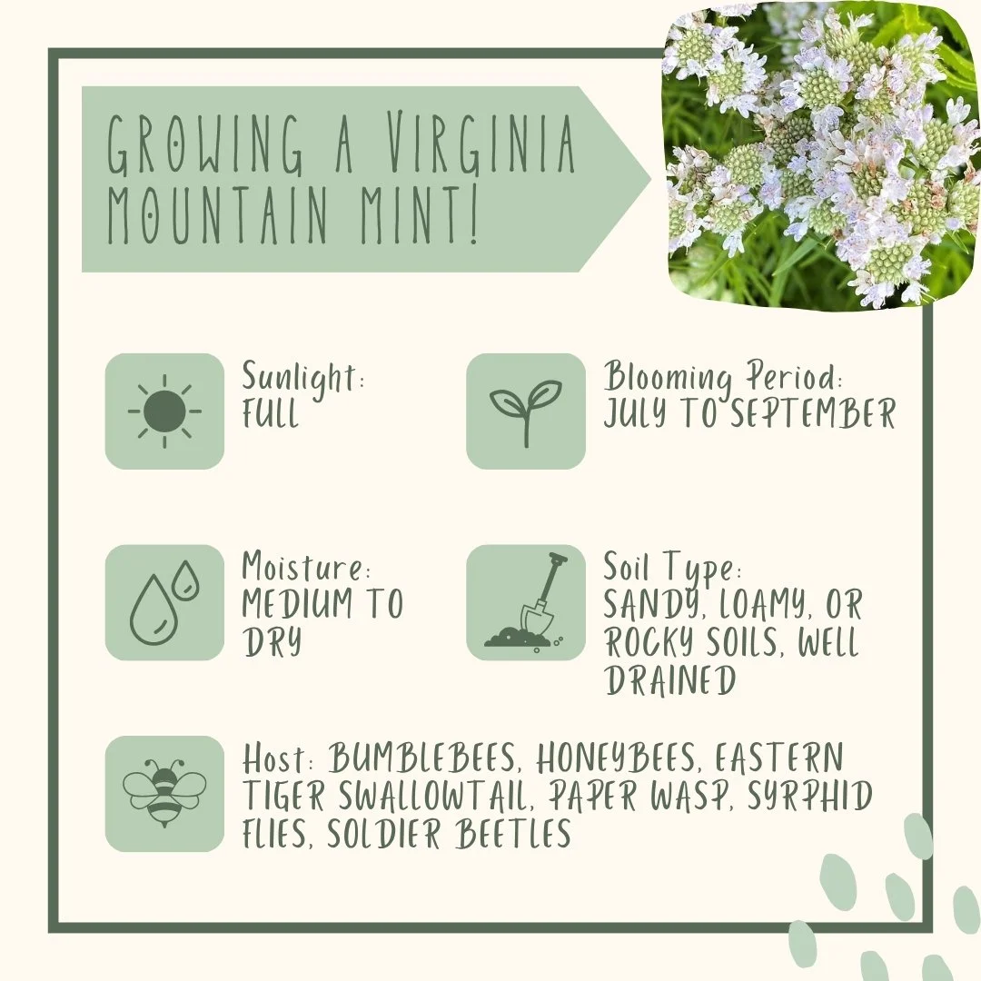 Virginia Mountain Mint growing conditions
