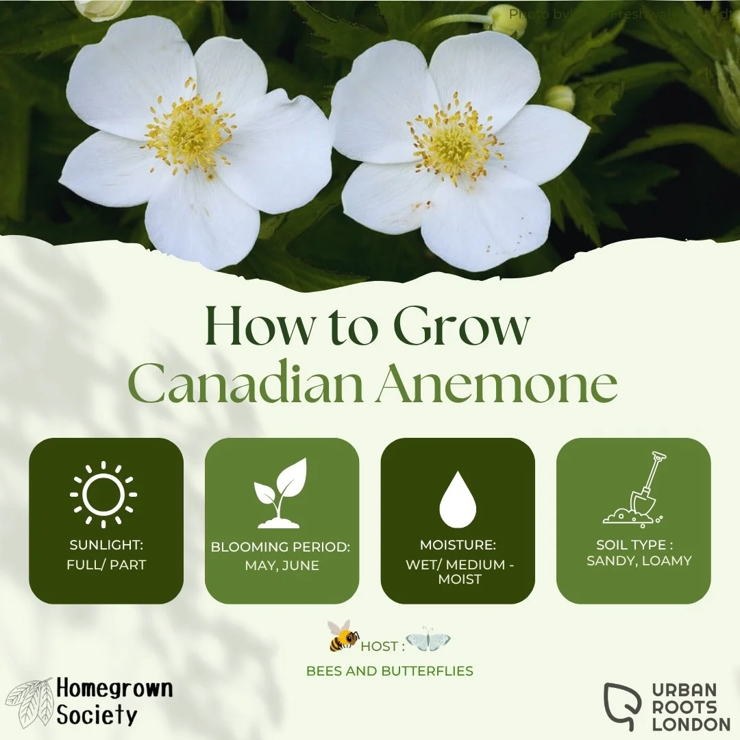 Canadian Anemone growing conditions