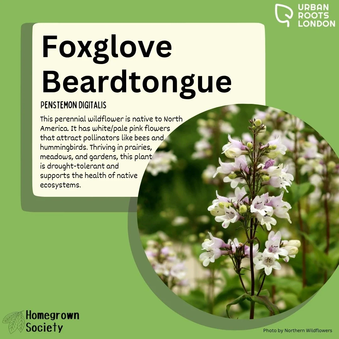 Foxglove Beardtongue