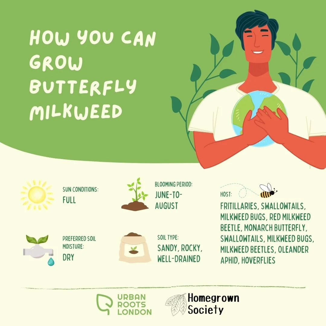 Butterfly Milkweed growing conditions