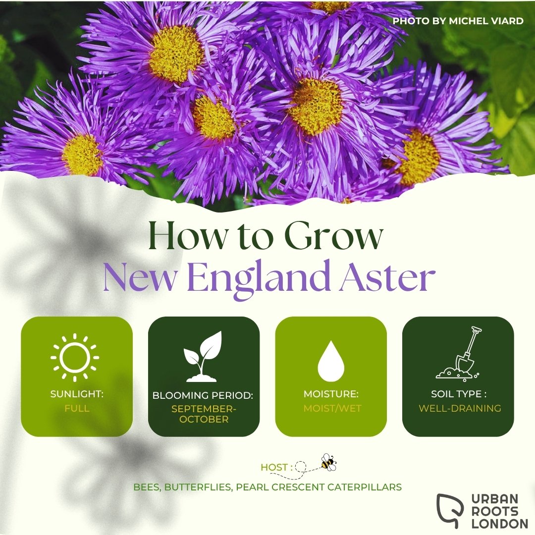 New England Aster growing conditions