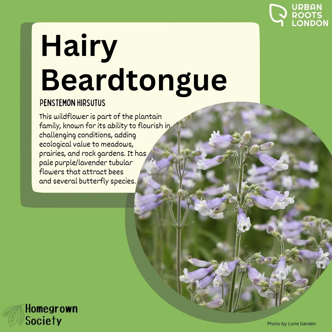 Hairy Beardtongue description