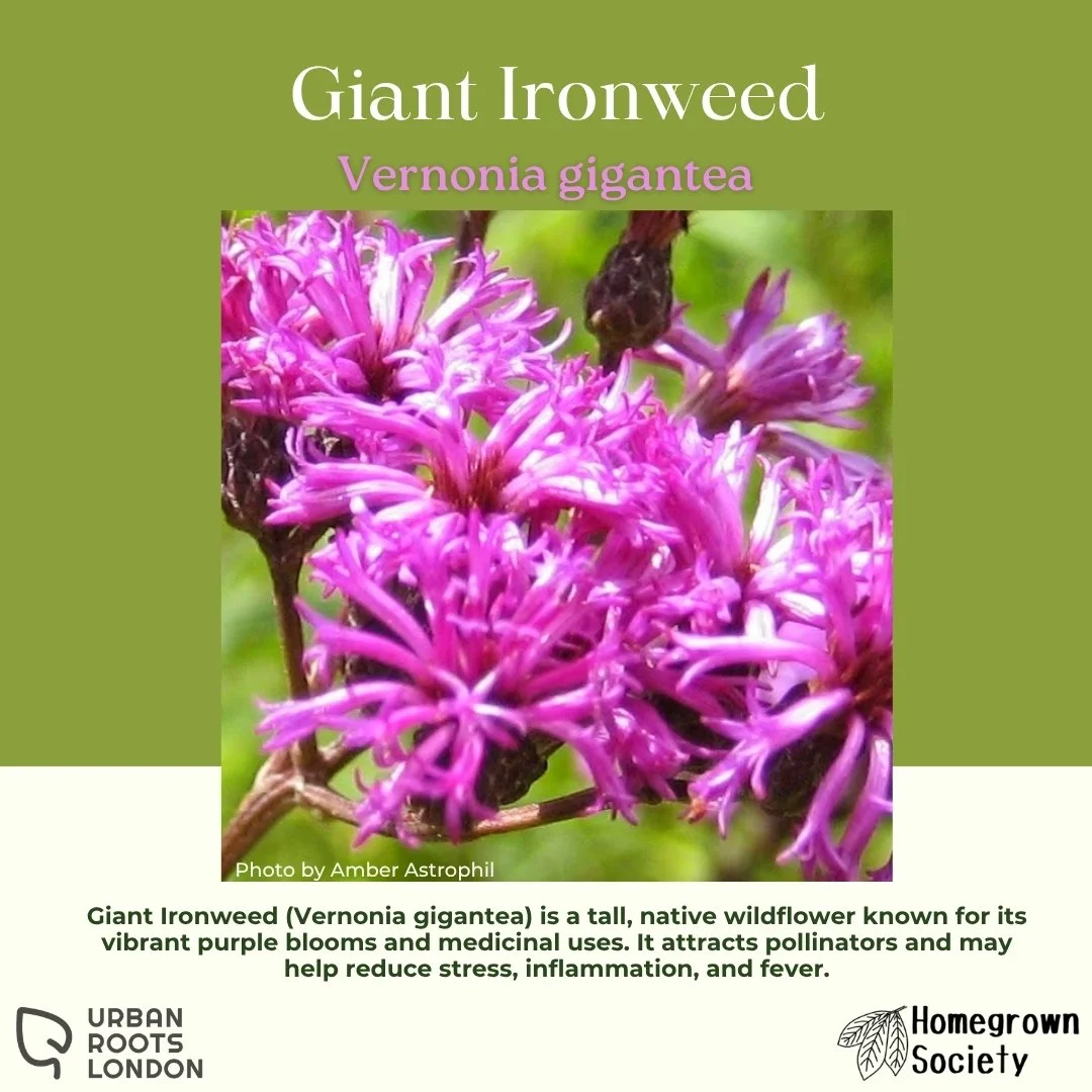 Giant Ironweed