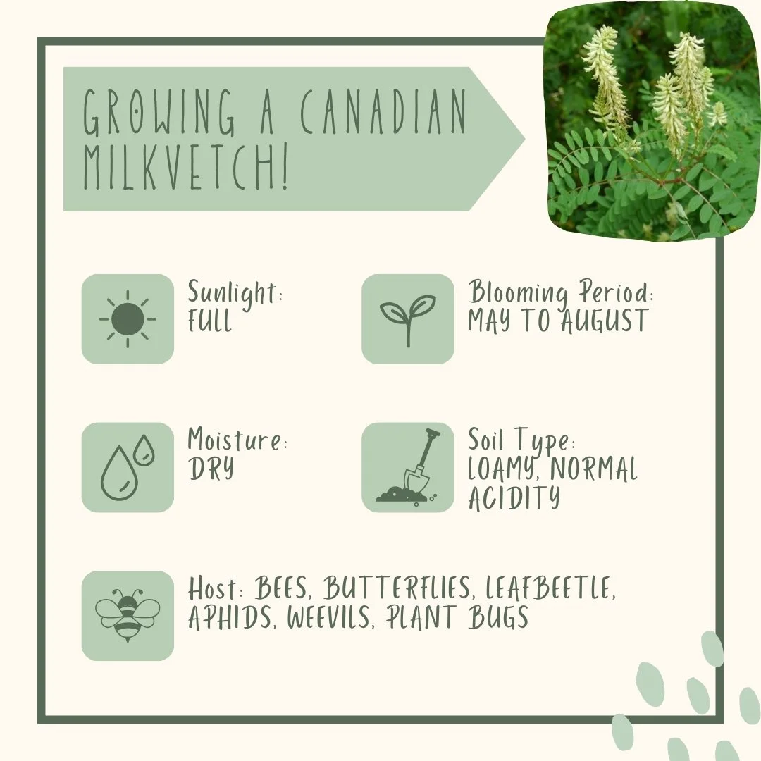 Canadian Milkvetch growing conditions