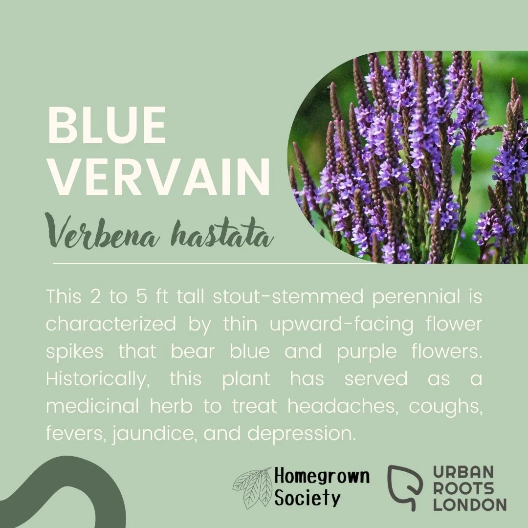 Blue Vervain
