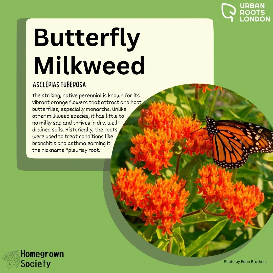 Butterfly Milkweed