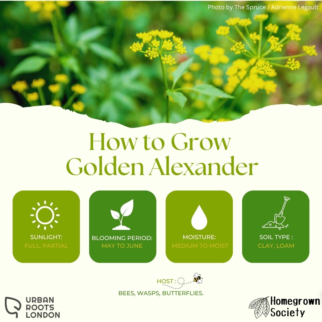 Golden Alexander growing conditions