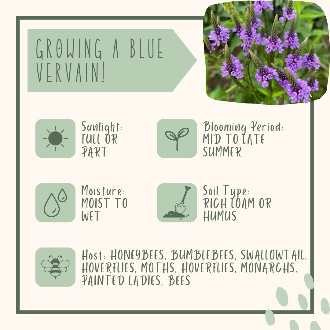 Blue Vervain growing conditions