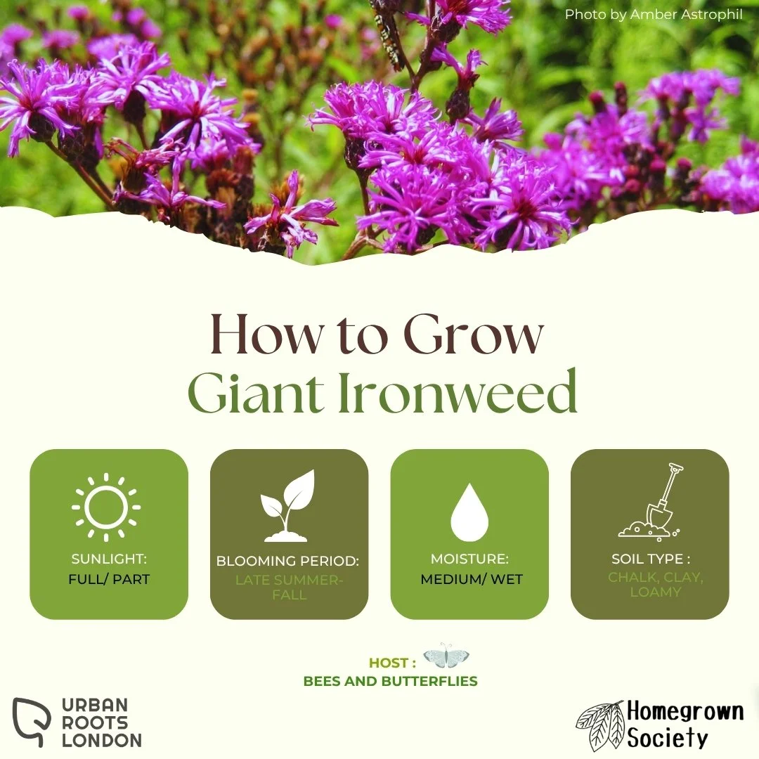 Giant Ironweed growing conditions