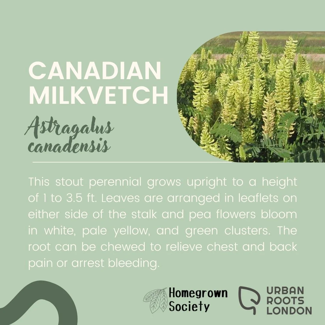 Canadian Milkvetch
