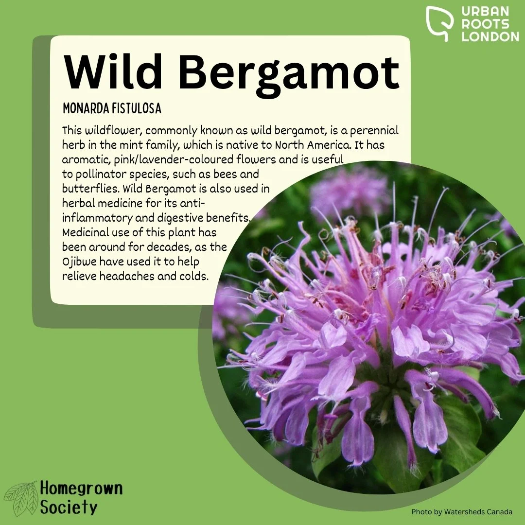 Wild Bergamot description