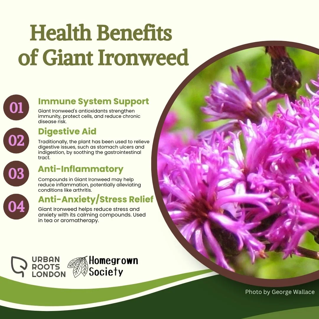 Giant Ironweed health benefits