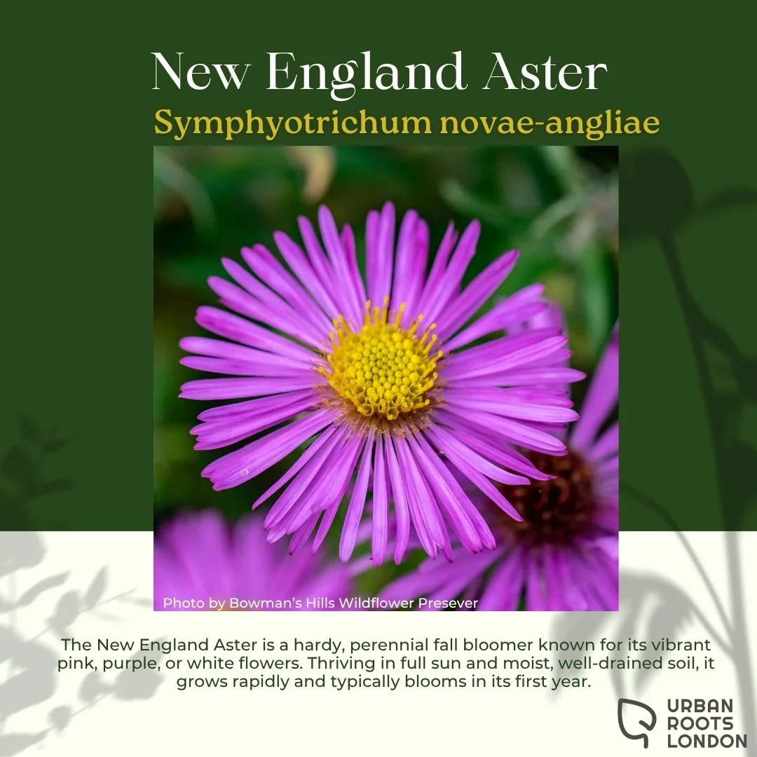 New England Aster
