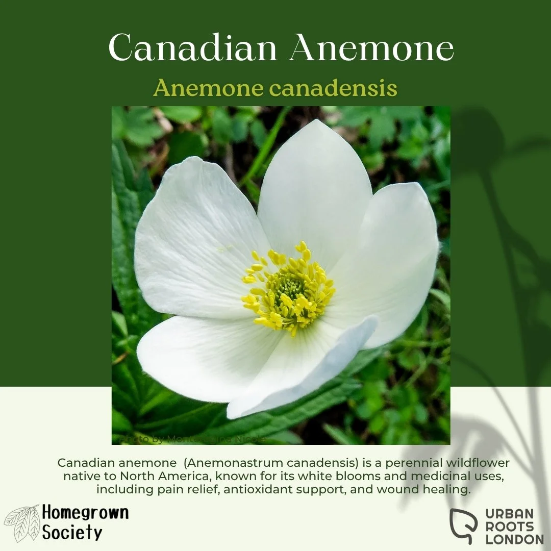 Canadian Anemone