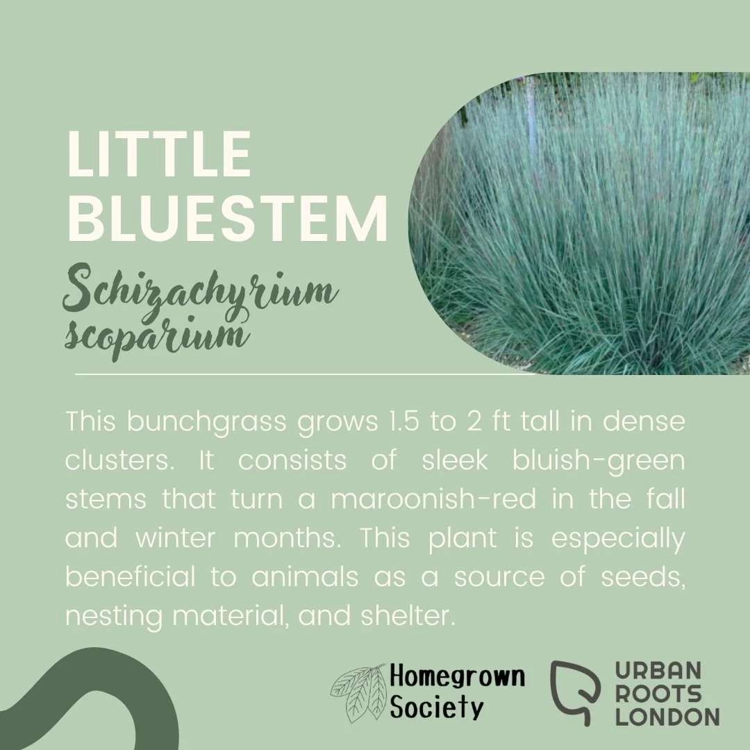 Little Bluestem description