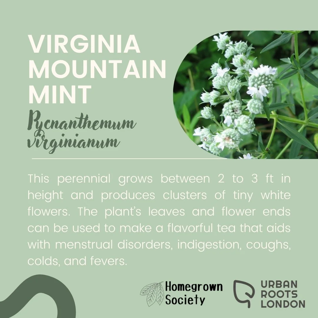 Virginia Mountain Mint