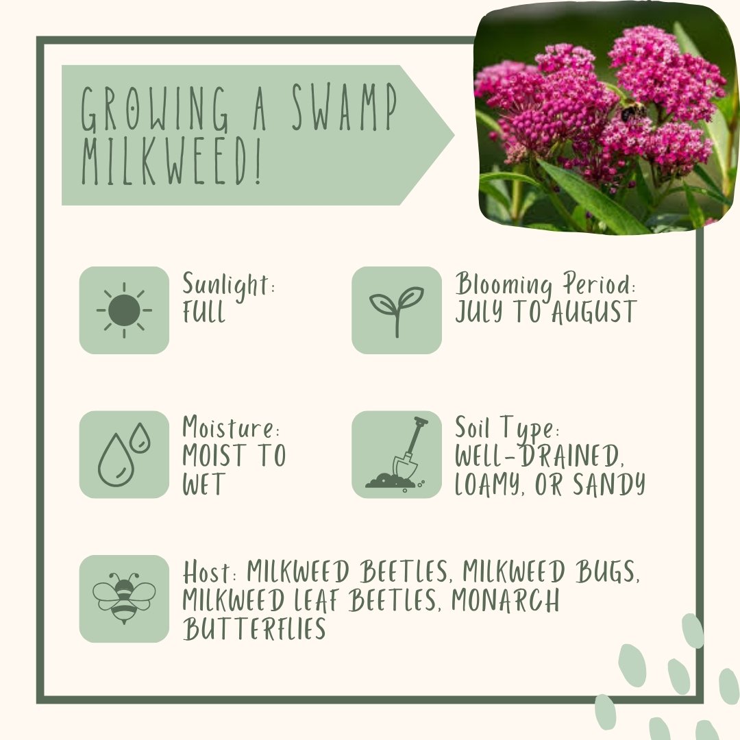 Swamp Milkweed growing conditions