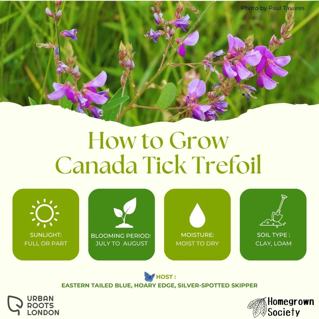 Canada Tick Trefoil growing conditions