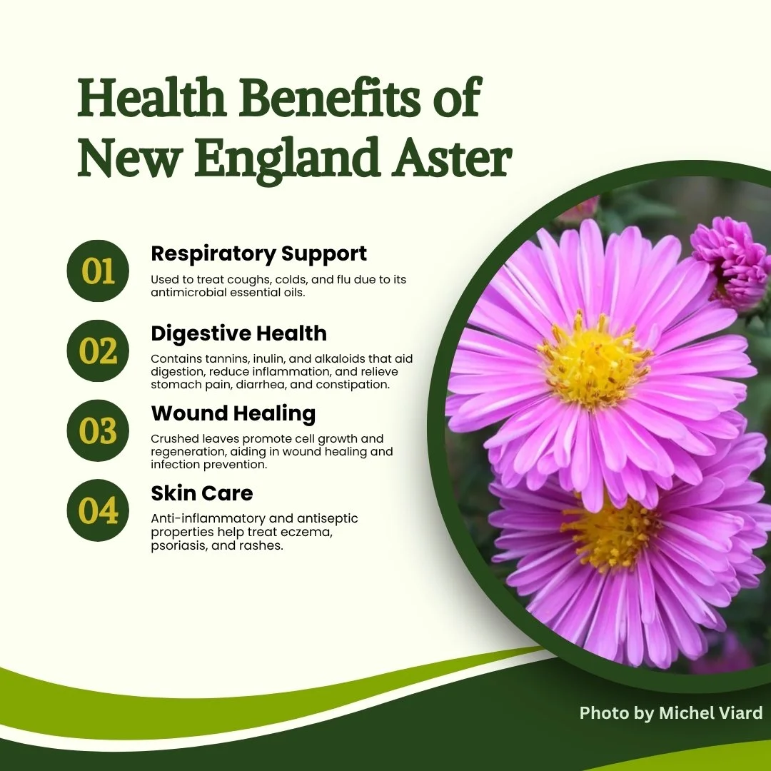 New England Aster health benefits