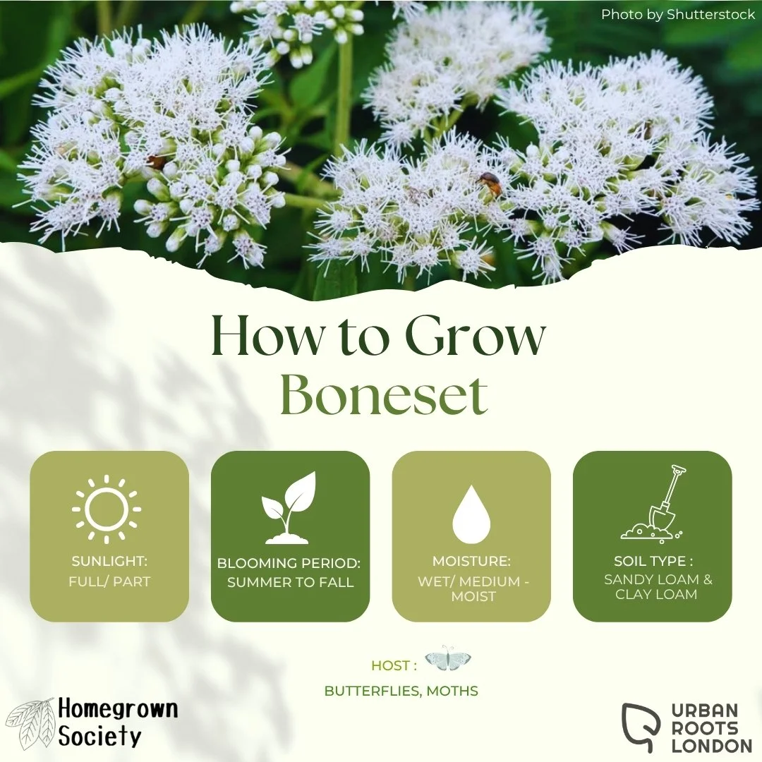 Boneset growing conditions