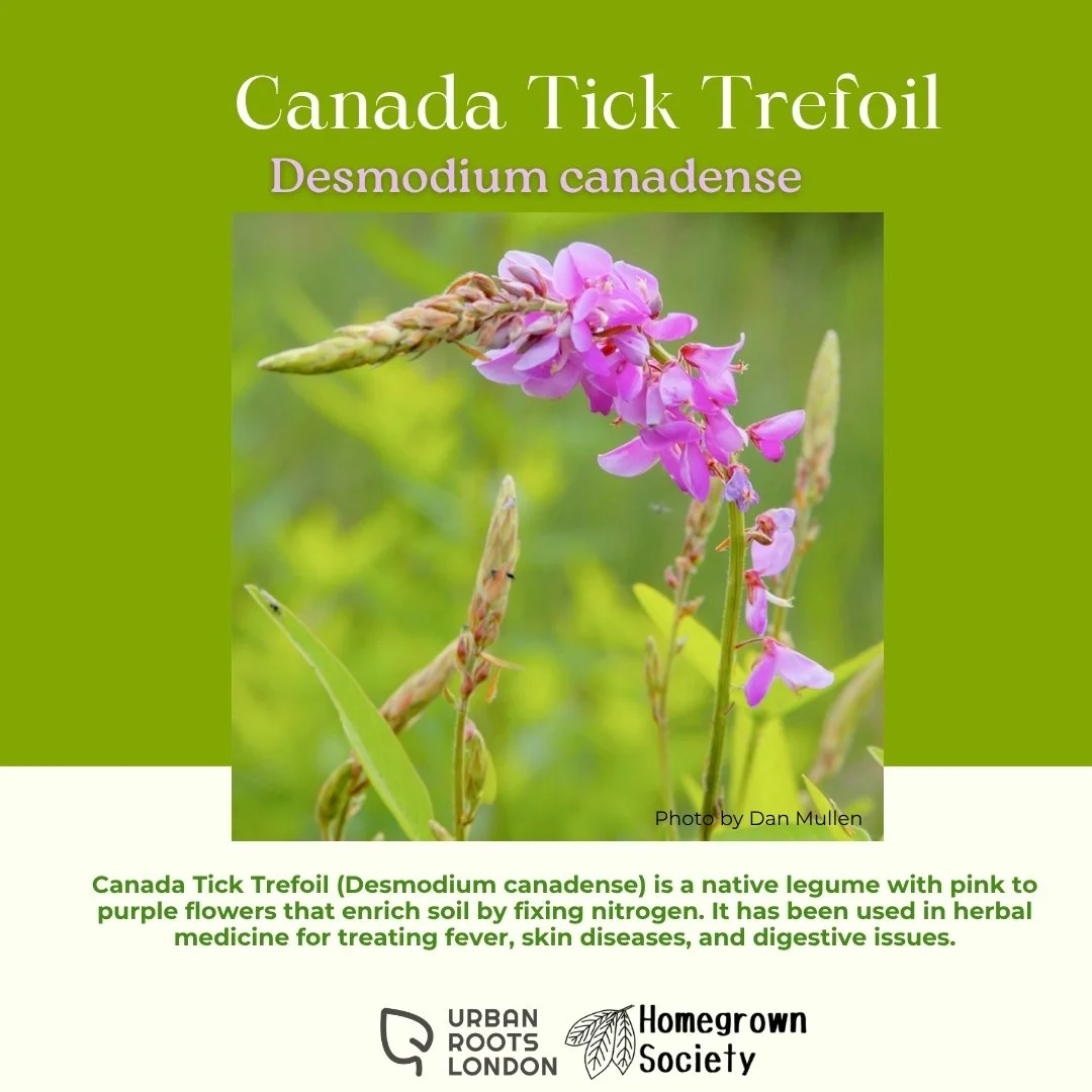 Canada Tick Trefoil