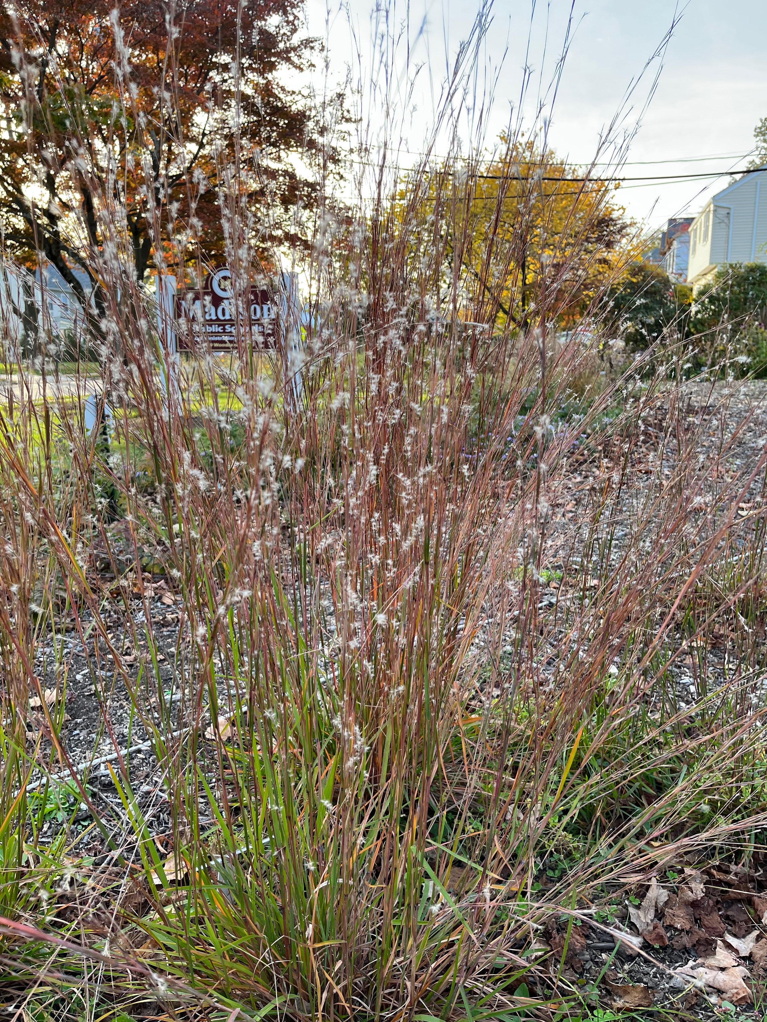 Little Bluestem (Schizachyrium scoparium)