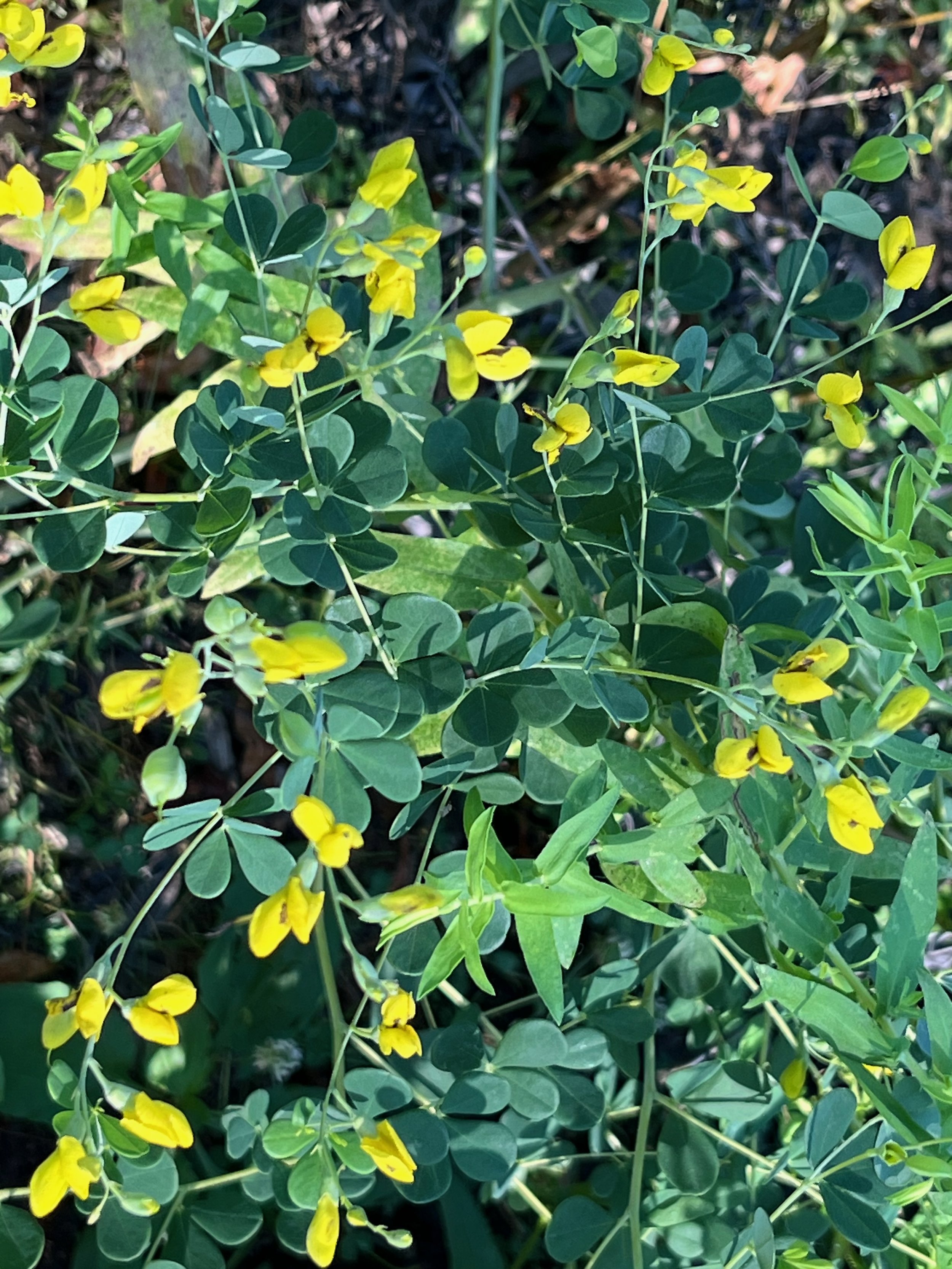 Yellow False Indigo (Baptisia tinctorial)