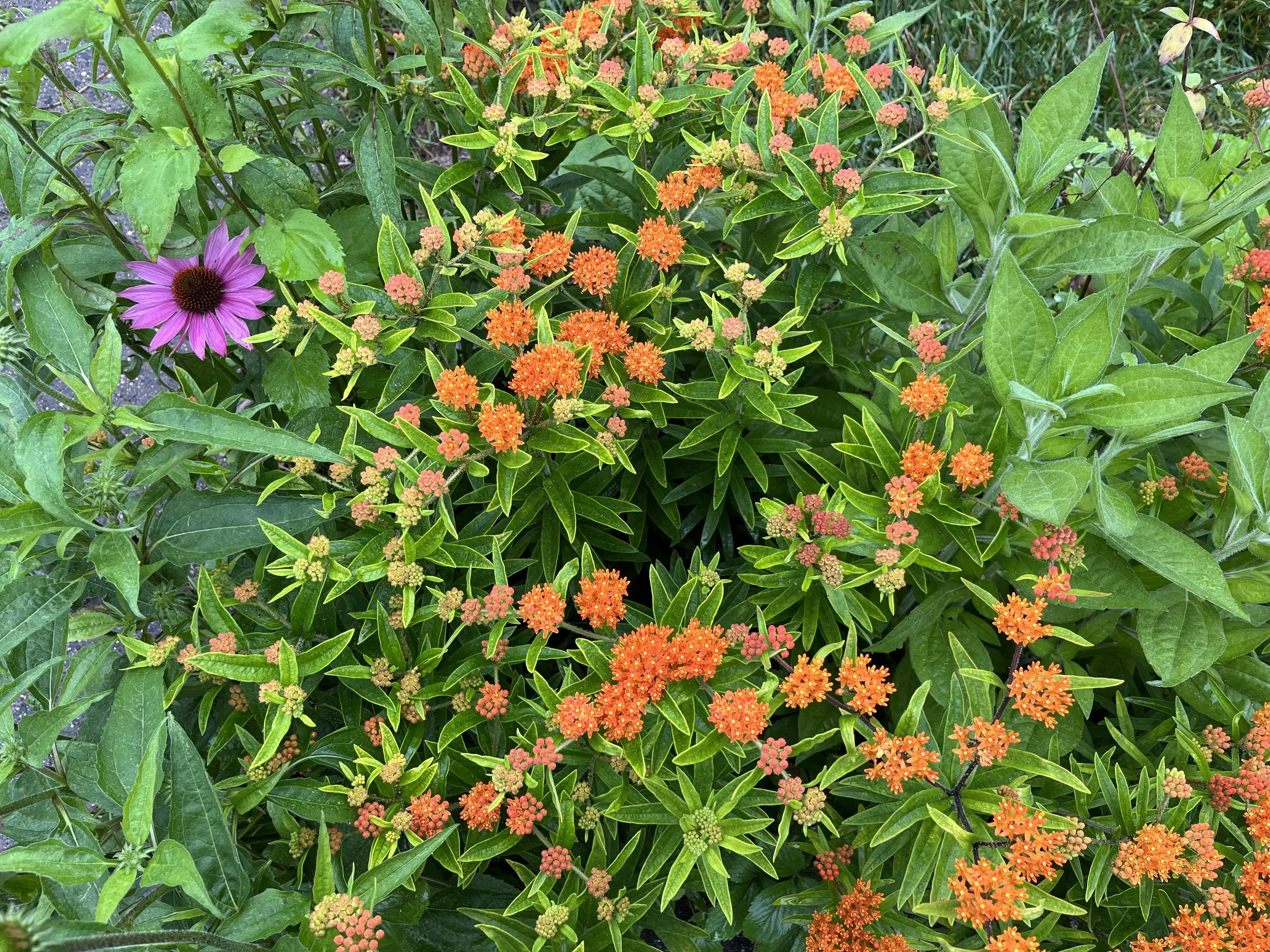 Banner photo_Purpurea-Tuberosa_IMG_0599.jpg