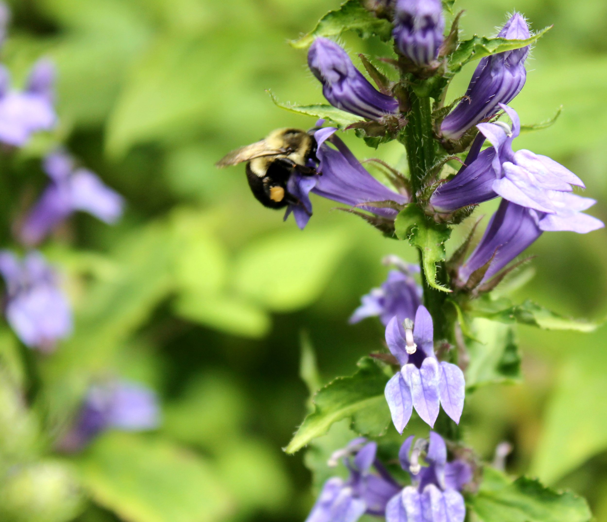 Bumble-bee-on-Lobelia-siphilitica_iS-465079100.jpg