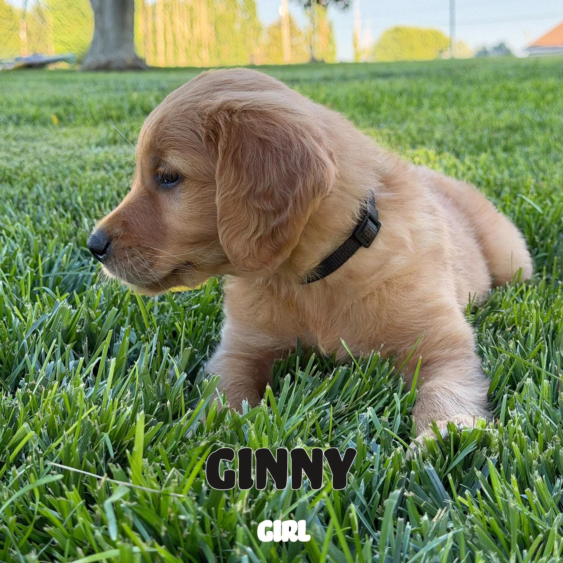 Ginny.jpeg