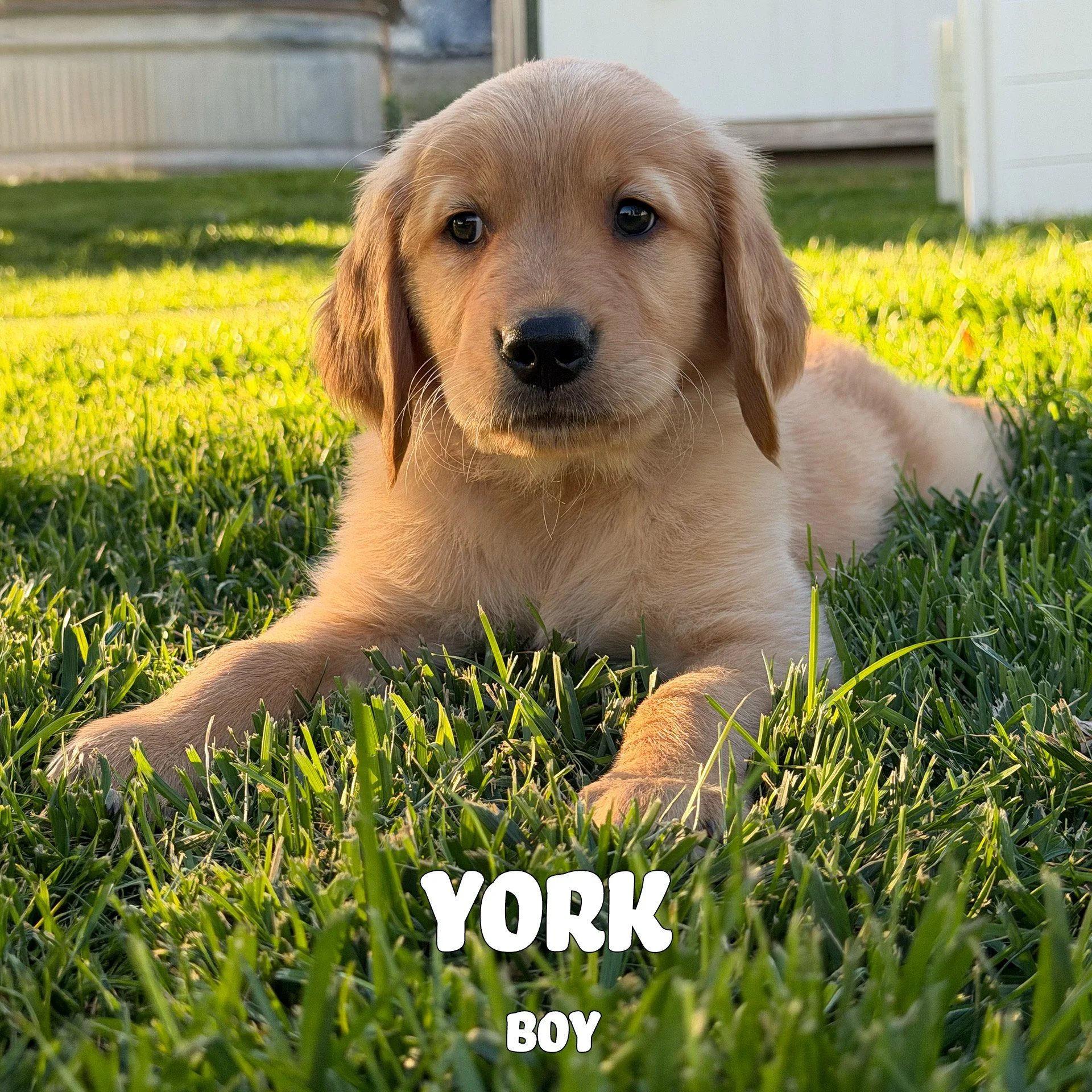 York.jpeg