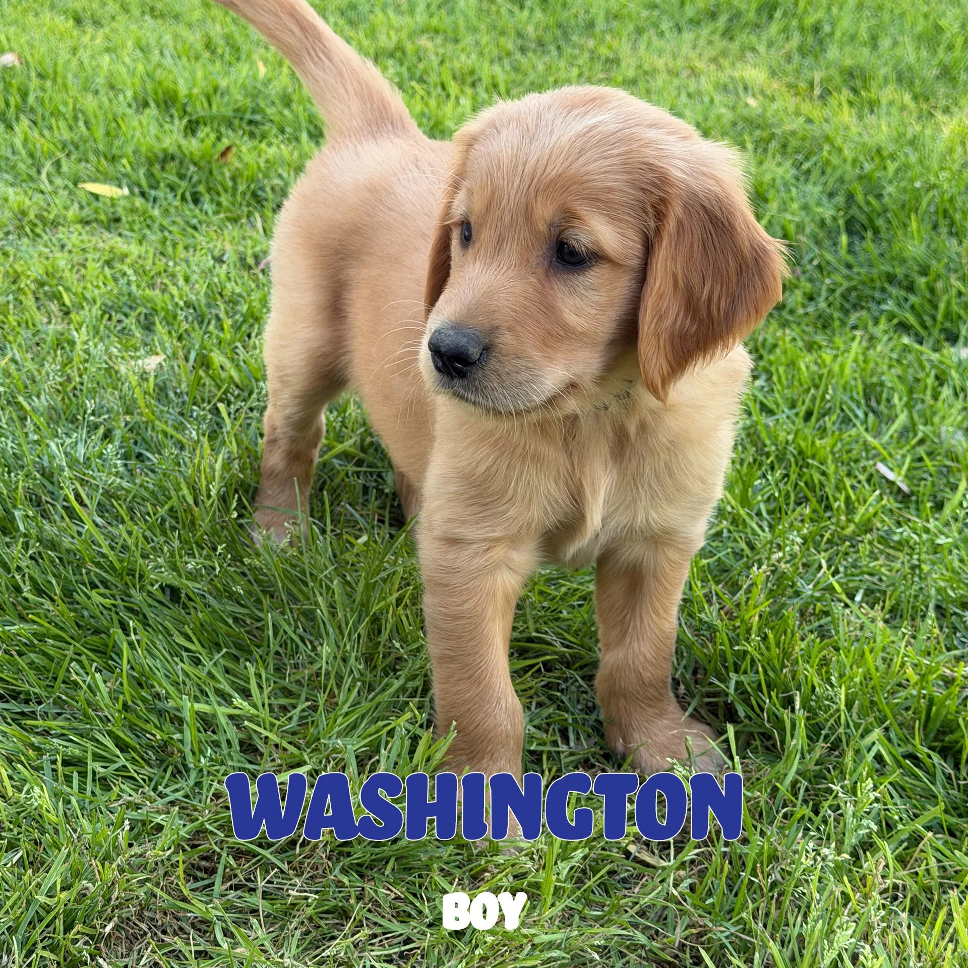 Washington.jpeg
