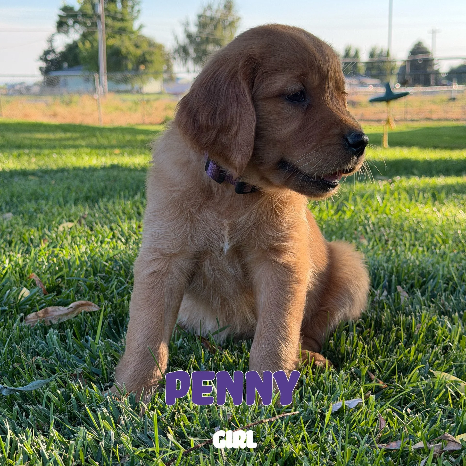 Penny.jpeg