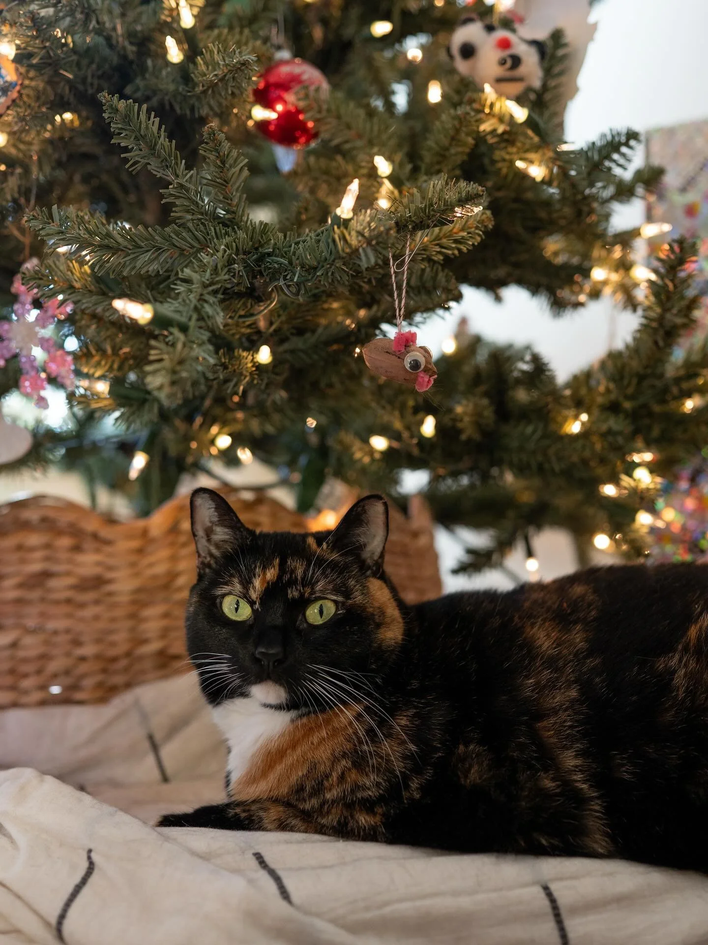 I hope everyone had a wonderful holiday!  Merry Christmas from the triplets 😆&hearts;️🎄

#ncweddingphotographer #raleighweddingphotographer #raleighwedding #durhamweddingphotographer #durhamwedding #ncweddingphotographer #ashevilleweddingphotograph