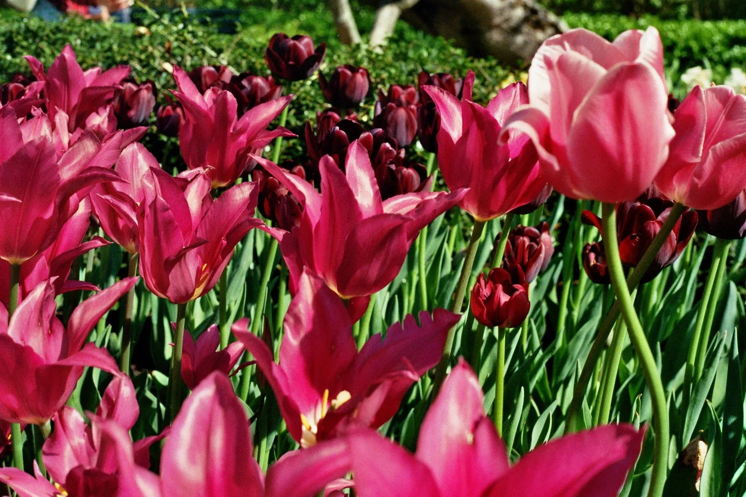 sonia cavallini tulipes.jpg